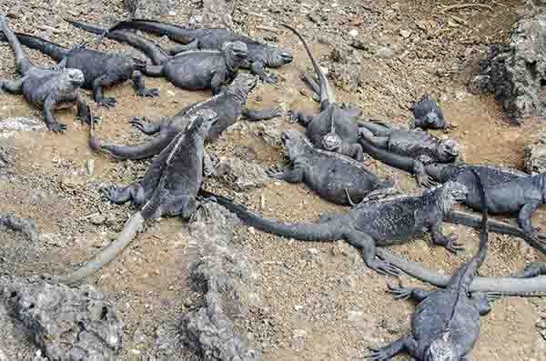 Iguana Marina - islote Las Tintoreras - islas Galápagos - Ecuador 2.jpg